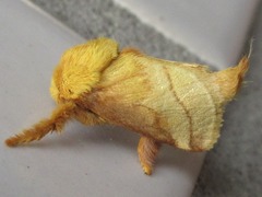 Narosoideus flavidorsalis
