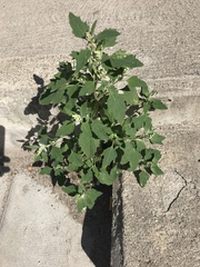 Chenopodium album