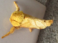 Narosoideus flavidorsalis