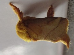 Narosoideus flavidorsalis