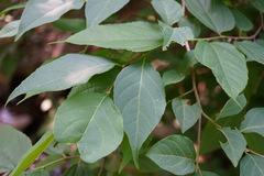 Magnoliopsida