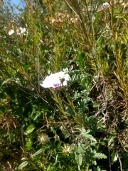 Convolvulus althaeoides althaeoides