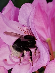 Bombus