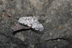 Hypercompe perplexa