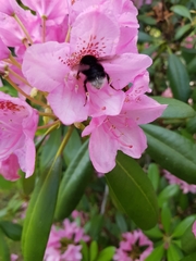 Bombus