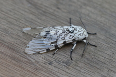 Hypercompe perplexa