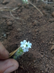 Cryptantha intermedia johnstonii