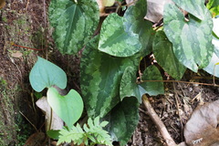Asarum nipponicum nipponicum