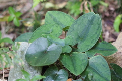 Asarum nipponicum nipponicum