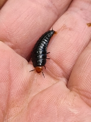 Dendroxena quadrimaculata