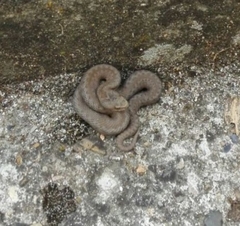 Vipera seoanei