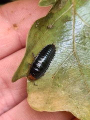 Dendroxena quadrimaculata