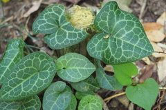 Asarum nipponicum nipponicum
