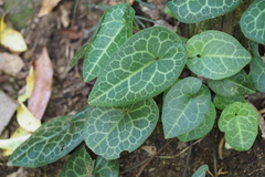 Asarum nipponicum nipponicum
