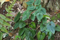Asarum nipponicum nipponicum