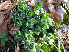 Hylotelephium telephioides