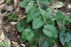 Asarum nipponicum nipponicum