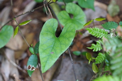 Aristolochia kaempferi