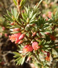 Brachyloma ericoides