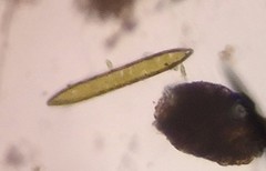 Bacillariophycidae
