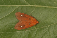 Hyperthaema orbicularis