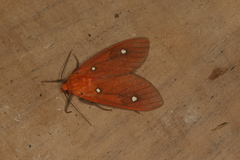 Hyperthaema orbicularis