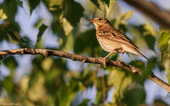 Anthus trivialis