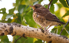 Turdus pilaris