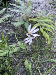 Caladenia picta
