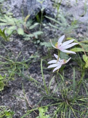 Caladenia picta