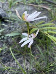 Caladenia picta