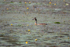 Podiceps cristatus