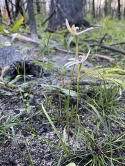 Caladenia picta