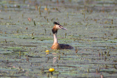 Podiceps cristatus