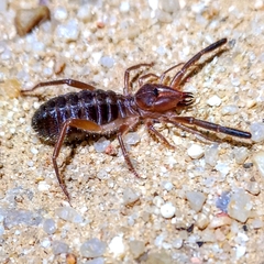 Gluvia dorsalis