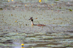 Podiceps cristatus
