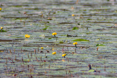 Nuphar lutea