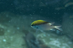 Chromis nitida