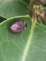 Sorineuchora nigra