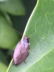 Sorineuchora nigra