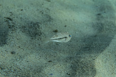 Torquigener squamicauda