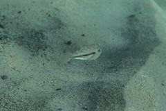 Torquigener squamicauda