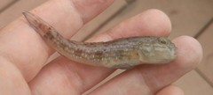 Acentrogobius pflaumii