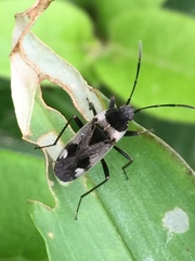 Panaorus albomaculatus