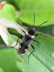 Panaorus albomaculatus