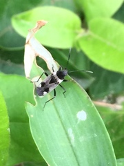 Panaorus albomaculatus