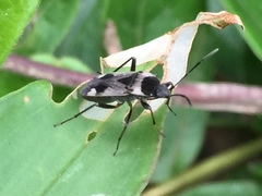 Panaorus albomaculatus