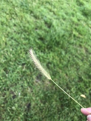 Hordeum secalinum