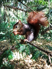 Sciurus vulgaris