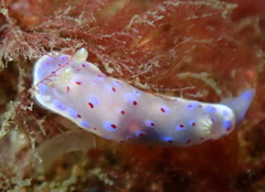 Goniobranchus thompsoni